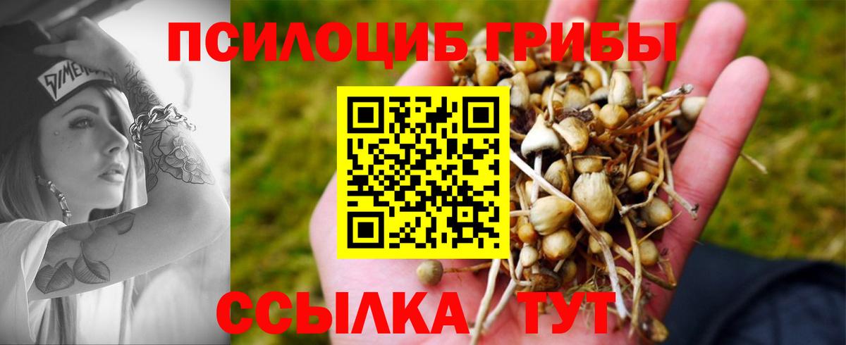 Галлюциногенные грибы Psilocybine cubensis  Вход с VPN  Псилоцибиновые грибы Psilocybine cubensis  Апшеронск 